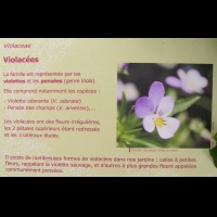 Famille Violacees ou Violaceae (txt)
